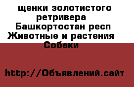 щенки золотистого ретривера - Башкортостан респ. Животные и растения » Собаки   